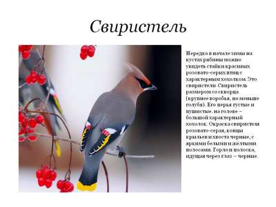 Свиристель: описание породы птиц, внешний вид и фото