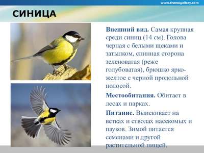 Синица большая: описание породы птиц, внешний вид и фото