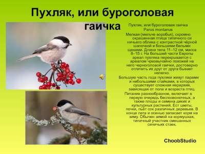 Синица Гаичка (Буроголовая гаичка, или пухляк): описание породы птиц, внешний вид и фото