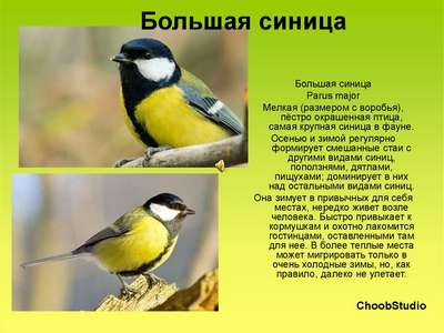 Синица лазоревка: описание породы птиц, внешний вид и фото птицы