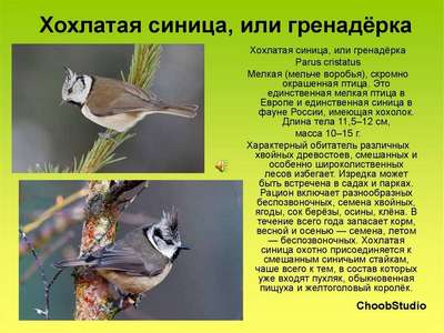 Синица хохлатая: описание породы птиц, внешний вид и фото