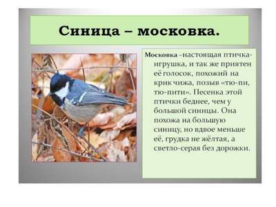 Синица московка: описание породы птиц, внешний вид и фото