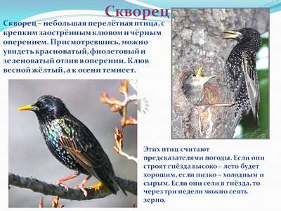 Скворец: описание породы птиц, внешний вид и фото