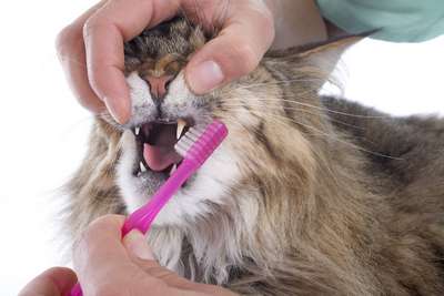 Зубы у кошки: уход и лечение