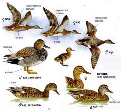 Русская подсадная утка: описание породы птиц, внешний вид и фото