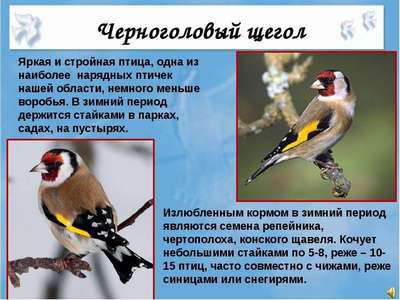 Щегол: описание породы птиц, внешний вид и фото