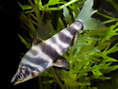 Абрамитес мраморный - аквариумная рыбка