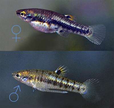 Гетерандрия формоза - одна из самых маленьких аквариумных рыбок