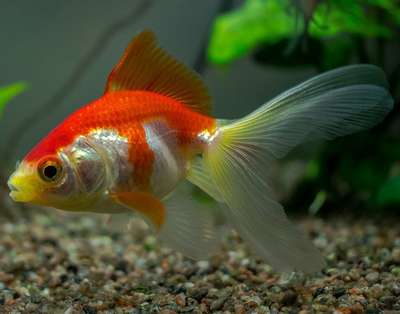 Золотая рыбка: веерохвост