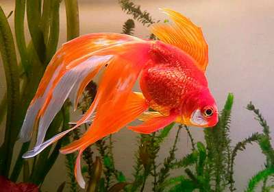 Золотая рыбка: вуалехвост