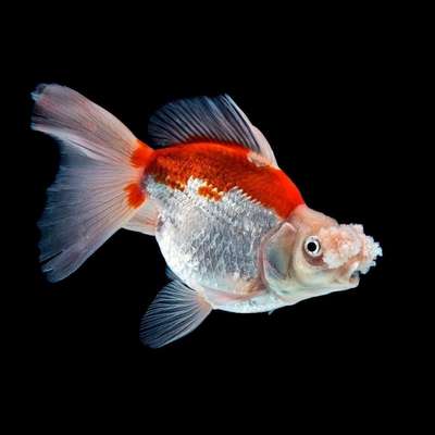 Золотая рыбка: гирошима