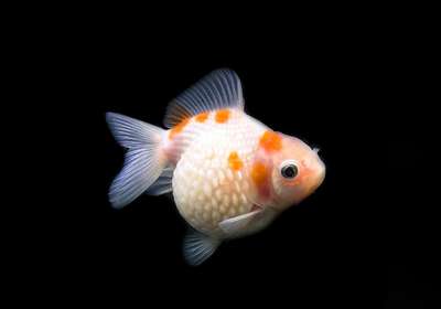 Золотая рыбка: жемчужинка