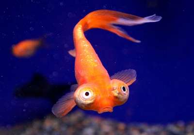 Золотая рыбка: звездочет
