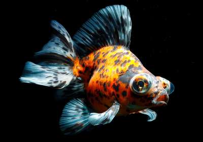 Золотая рыбка: телескоп ситцевый