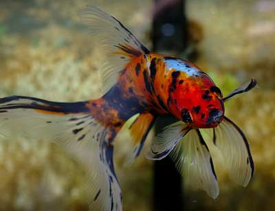 Золотая рыбка: шубункин