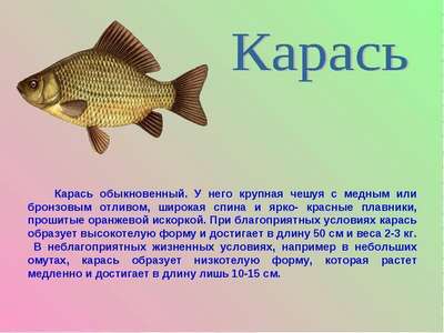 Карась золотой - рыба наших водоемов: описание, внешний вид и фото