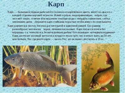 Рыба Карп: описание, внешний вид, содержание в аквариуме и фото