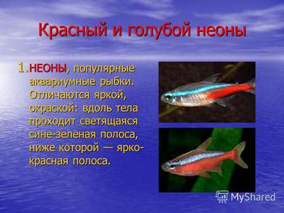 Неон красный. Вид рыб. Описание и фотографии