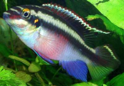 Пульхер - мирная рыбка: описание, внешний вид и фото