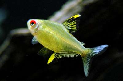Пульхрипиннис, аквариумная рыбка, условия содержания