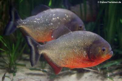 Пираньи (Serrasalmus nattereri Kner), аквариумные рыбы