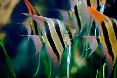 Скалярия обыкновенная - Одна из самых красивых и элегантных аквариумных рыбок