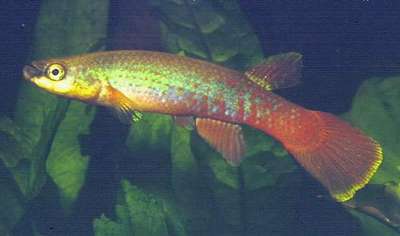 Ривулус Агилы (Rivulus agilae), аквариумная рыбка