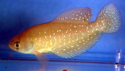 Цинолебиас Беллотта (Cynolebias bellottii) , аквариумная рыбка