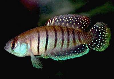 Цинолебиас Александра (Cynolebias alexandri Castello), аквариумная рыбка