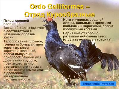Куриные (Galliformes): хаpaктеристика отряда, описание, фото