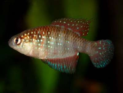 Цинолебиас Хелнера ( Cynolebias hellneri), аквариумные рыбки