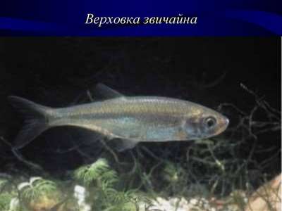 Верховка - аквариумная рыбка: описание, содержание, внешний вид и фото