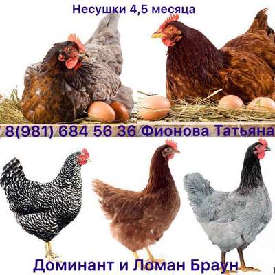 Породы домашних кур: яичные, леггорн, браун, тетра, минорки и другие