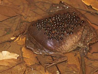 Лягушка суринамская Пипа