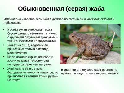Обыкновенная жаба (серая): описание вида, внешний вид и фото