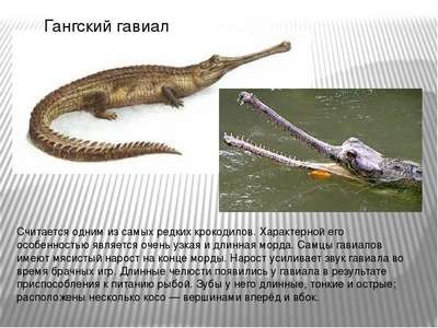 Гангский Гавиал (крокодил): описание, внешний вид и фото