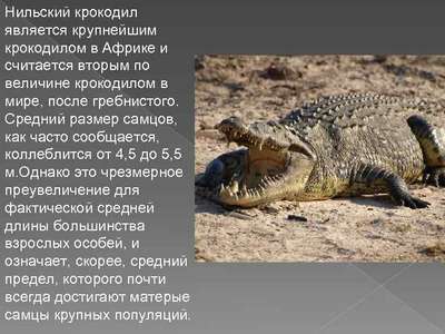 Крокодил нильский. Вид рептилий. Описание и фотографии