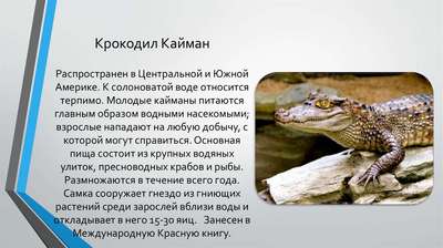 Гладколобый кайман: описание рептилии и фото