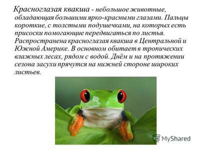 Красноглазая квакша: описание рептилии и фото