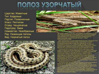 Вид рептилий Узорчатый полоз: описание, содержание, питание и фото