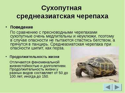 Черепаха среднеазиатская. Вид рептилий