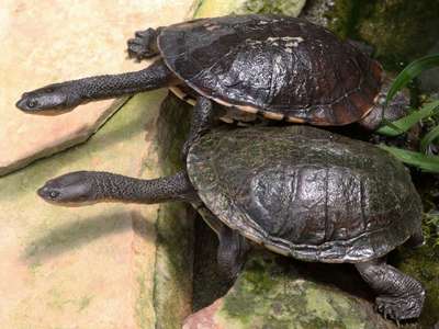 Австралийская змеиношейная черепаха или Хелодина: описание, внешний вид и фото