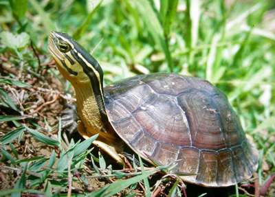 Амбоинская шарнирная черепаха: описание породы, внешний вид и фото