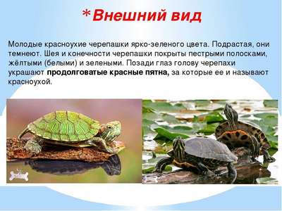 Красноухая черепаха: описание породы, внешний вид и фото