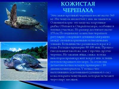 Кожистая морская черепаха: описание породы, внешний вид и фото