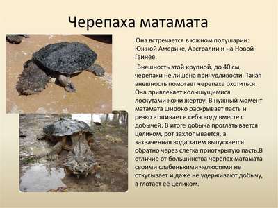Бахромчатая черепаха или матамата: описание, внешний вид и фото