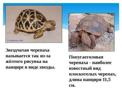 Звездчатая черепаха: описание, внешний вид и фото
