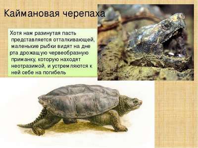Каймановая черепаха: описание, внешний вид и фото