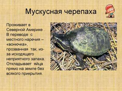 Черепаха иловая мускусная: описание, внешний вид и фото