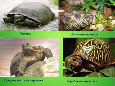 Лучистая черепаха: описание породы, внешний вид и фото